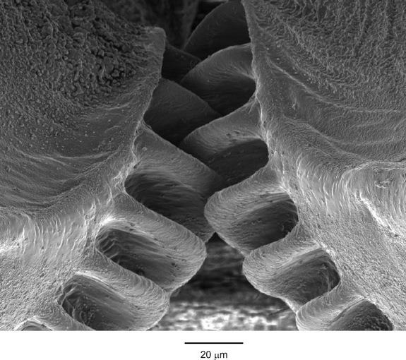 Close-up da mandíbula de um besouro, mostrando os encaixes naturais que inspiraram o design de engrenagens silenciosas na engenharia mecânica.